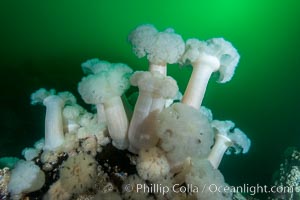 Giant Plumose Anemones cover underwater reef, Browning Pass, northern Vancouver Island, Canada, Metridium farcimen