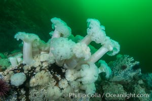 Giant Plumose Anemones cover underwater reef, Browning Pass, northern Vancouver Island, Canada, Metridium farcimen