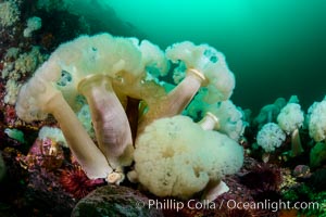 Giant Plumose Anemones cover underwater reef, Browning Pass, northern Vancouver Island, Canada, Metridium farcimen