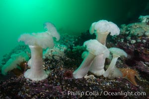 Giant Plumose Anemones cover underwater reef, Browning Pass, northern Vancouver Island, Canada, Metridium farcimen