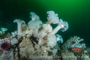 Giant Plumose Anemones cover underwater reef, Browning Pass, northern Vancouver Island, Canada, Metridium farcimen