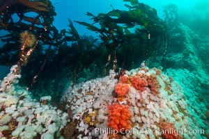 Plumose anemones, bull kelp and pink soft corals,  Browning Pass, Vancouver Island, Canada, Gersemia rubiformis, Metridium senile, Nereocystis luetkeana