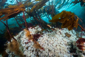 Plumose anemones cover the ocean reef, Browning Pass, Vancouver Island, Canada, Metridium senile, Nereocystis luetkeana