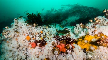 Plumose anemones cover the ocean reef, Browning Pass, Vancouver Island, Canada, Metridium senile