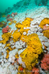 Plumose anemones cover the ocean reef, Browning Pass, Vancouver Island, Canada, Metridium senile