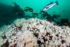 Plumose anemones cover the ocean reef, Browning Pass, Vancouver Island, Canada, Metridium senile