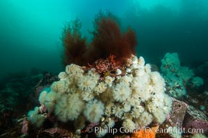 Plumose anemones cover the ocean reef, Browning Pass, Vancouver Island, Canada, Metridium senile