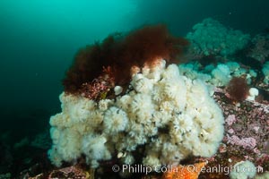 Plumose anemones cover the ocean reef, Browning Pass, Vancouver Island, Canada, Metridium senile