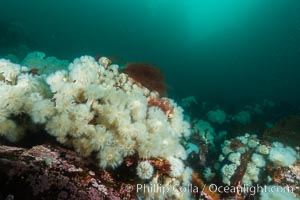 Plumose anemones cover the ocean reef, Browning Pass, Vancouver Island, Canada, Metridium senile