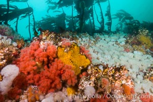 Rich invertebrate life on British Columbia marine reef. Plumose anemones, yellow sulphur sponges and pink soft corals,  Browning Pass, Vancouver Island, Canada, Gersemia rubiformis, Metridium senile