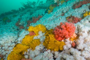 Rich invertebrate life on British Columbia marine reef. Plumose anemones, yellow sulphur sponges and pink soft corals,  Browning Pass, Vancouver Island, Canada, Gersemia rubiformis, Halichondria panicea, Metridium senile