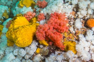 Rich invertebrate life on British Columbia marine reef. Plumose anemones, yellow sulphur sponges and pink soft corals,  Browning Pass, Vancouver Island, Canada, Gersemia rubiformis, Halichondria panicea, Metridium senile