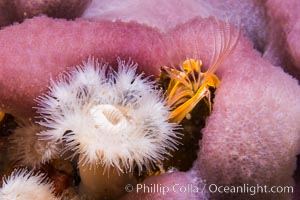 White plumose anemones Metridium senile with purple sponge and barnacle, Vancouver Island
