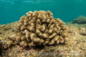 Pocillopora coral head, Napili, Maui, Hawaii