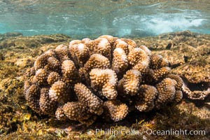 Pocillopora coral head, Napili, Maui, Hawaii