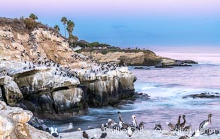 Point La Jolla at dawn. Pelicans, cormorants, sea birds, waves and sea cliffs, Pelecanus occidentalis, Pelecanus occidentalis californicus