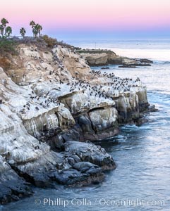 Point La Jolla at dawn. Pelicans, cormorants, sea birds, waves and sea cliffs, Pelecanus occidentalis, Pelecanus occidentalis californicus