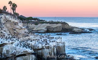 Point La Jolla at dawn. Pelicans, cormorants, sea birds, waves and sea cliffs, Pelecanus occidentalis, Pelecanus occidentalis californicus