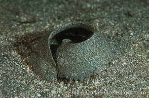Moon snail sand collar (egg case), Polinices lewisii, La Jolla, California