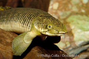 Bichir, Polypterus