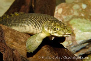 Bichir, Polypterus