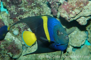 Arabian angelfish, Pomacanthus asfur