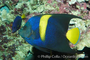 Arabian angelfish, Pomacanthus asfur