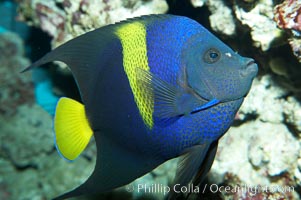 Arabian angelfish, Pomacanthus asfur