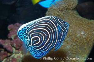 Emperor angelfish, juvenile coloration, Pomacanthus imperator