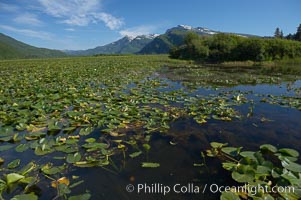 Pond covered with water lilys, near Silver Salmon Creek, Lake Clark National Park, Alaska