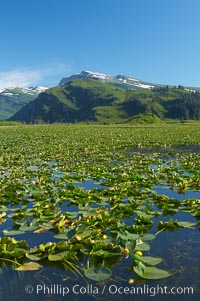 Pond covered with water lilys, near Silver Salmon Creek, Lake Clark National Park, Alaska