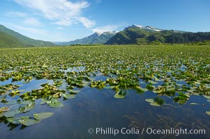 Pond covered with water lilys, near Silver Salmon Creek, Lake Clark National Park, Alaska