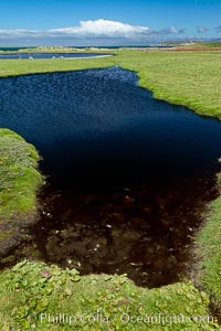 Ponds and grasses, in the interior of Carcass Island near Dyke Bay