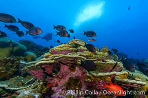 Plates of Porites arnaudi coral, Clipperton Island, Porites arnaudi