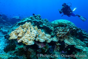 Plates of Porites arnaudi coral, Clipperton Island, Porites arnaudi