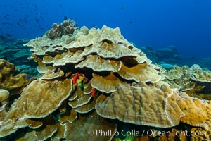 Plates of Porites arnaudi coral, Clipperton Island, Porites arnaudi