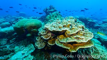 Plates of Porites arnaudi coral, Clipperton Island, Porites arnaudi