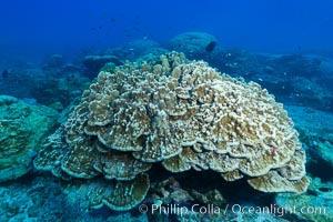 Plates of Porites arnaudi coral, Clipperton Island, Porites arnaudi