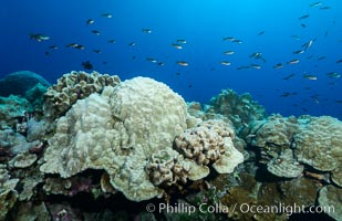 Plates of Porites arnaudi coral, Clipperton Island, Porites arnaudi