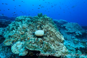 Plates of Porites arnaudi coral, Clipperton Island, Porites arnaudi