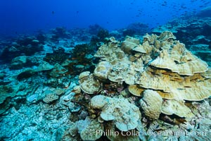 Plates of Porites arnaudi coral, Clipperton Island. France, Porites arnaudi, natural history stock photograph, photo id 33054