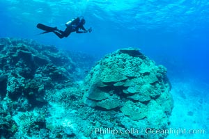 Enormous pristine 1000-year-old Porites coral head, boulder coral, Fiji, Wakaya Island, Lomaiviti Archipelago