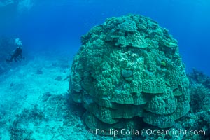 Enormous pristine 1000-year-old Porites coral head, boulder coral, Fiji, Wakaya Island, Lomaiviti Archipelago