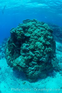 Enormous pristine 1000-year-old Porites coral head, boulder coral, Fiji, Wakaya Island, Lomaiviti Archipelago