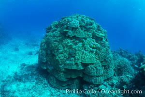 Enormous pristine 1000-year-old Porites coral head, boulder coral, Fiji, Wakaya Island, Lomaiviti Archipelago