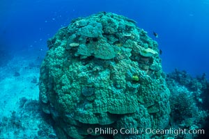 Enormous pristine 1000-year-old Porites coral head, boulder coral, Fiji, Wakaya Island, Lomaiviti Archipelago