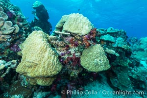 Porites boulder coral and other hard corals, on pristine tropical reef, Fiji, Nigali Passage, Gau Island, Lomaiviti Archipelago