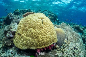 Porites boulder coral and other hard corals, on pristine tropical reef, Fiji, Vatu I Ra Passage, Bligh Waters, Viti Levu  Island