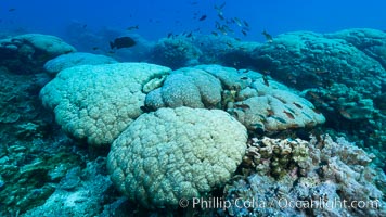 Coral reef expanse composed primarily of porites lobata, Clipperton Island, near eastern Pacific. France, Porites lobata, natural history stock photograph, photo id 32956