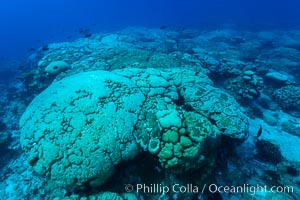 Coral reef expanse composed primarily of porites lobata, Clipperton Island, near eastern Pacific. France, Porites lobata, natural history stock photograph, photo id 32961